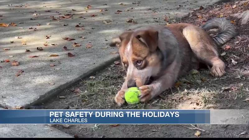 Veterinarians provide tips to keep pets safe during holidays